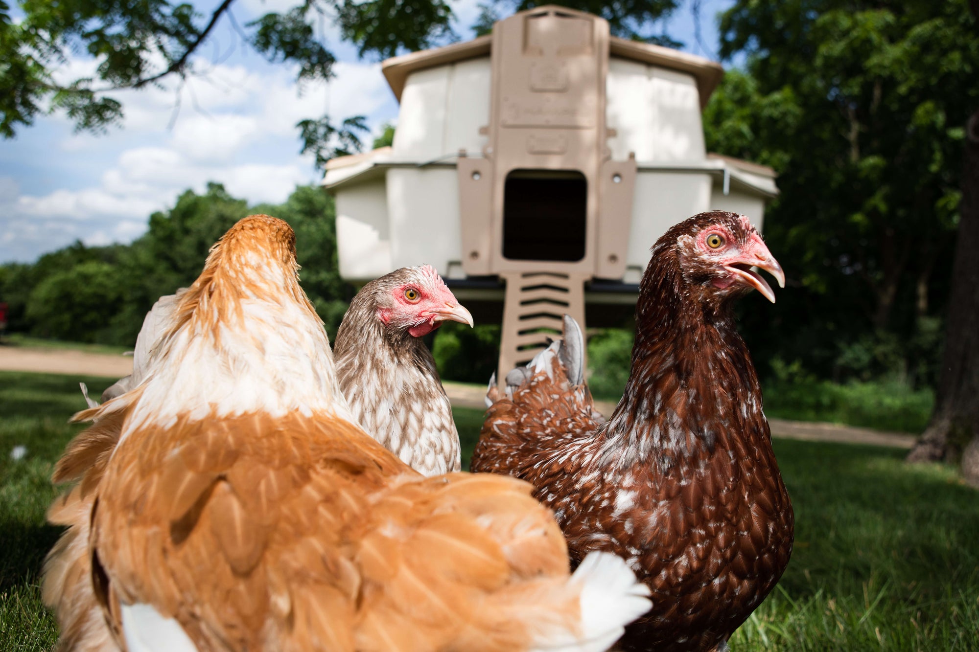 Ultimate Chicken Coop