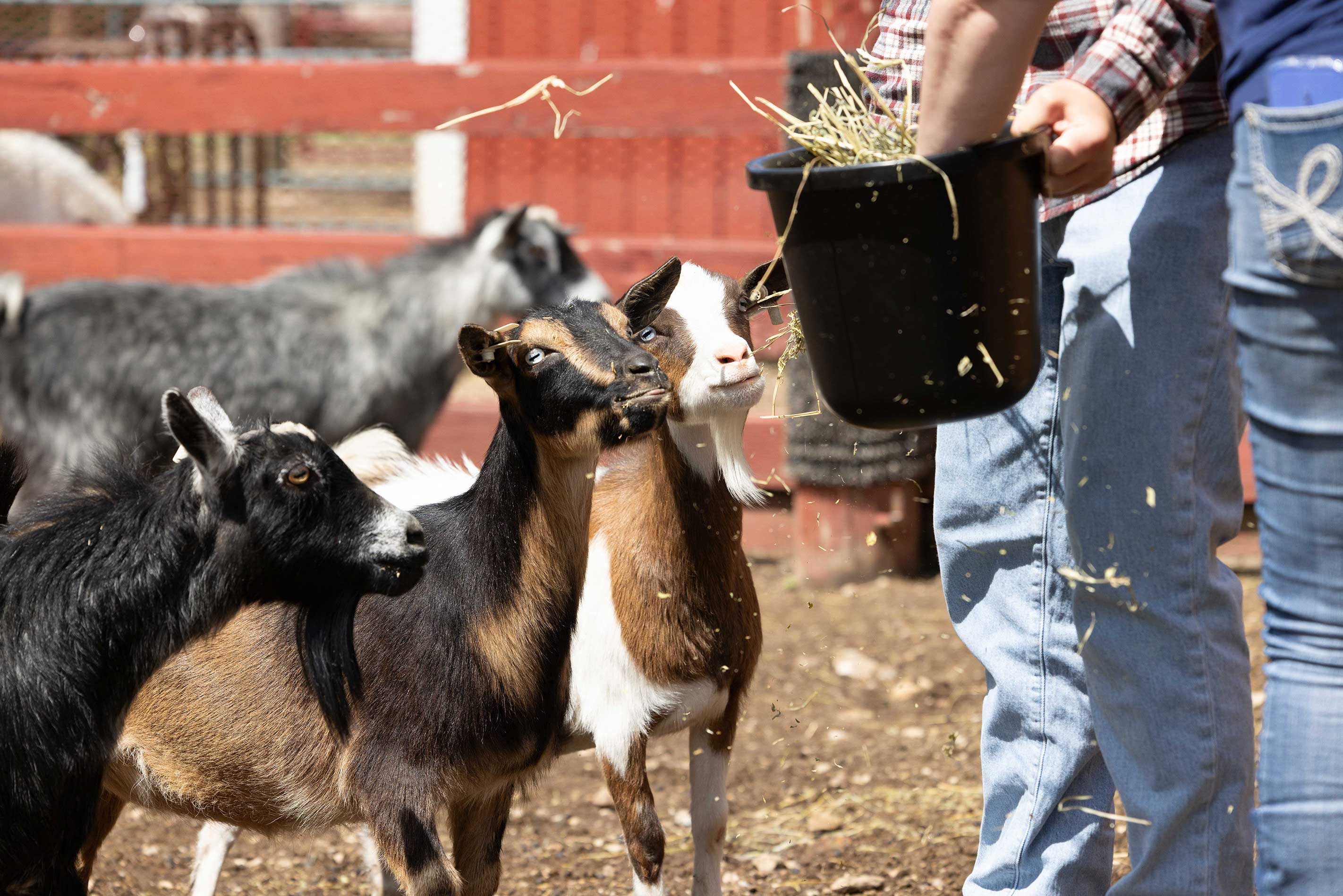 Direct Attach Pail 8 Quart