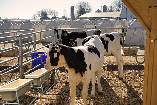 Stand Alone Feed Trough